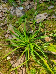 Carex digitata
