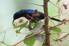 Cinnyris erythrocercus