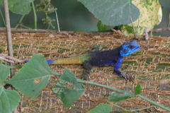 Acanthocercus ugandaensis