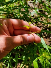 Melampyrum sylvaticum