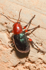 Eumolpinae