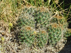 Coryphantha clavata