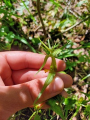 Melampyrum sylvaticum