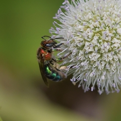 Augochloropsis tupacamaru