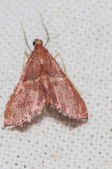 Endotricha erythralis