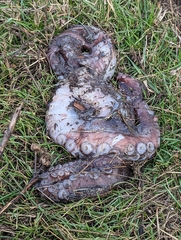 Enteroctopus dofleini