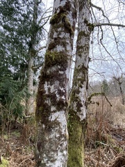 Alnus rubra