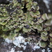 Butterfly Scale Lichen - Photo (c) Tab Tannery, some rights reserved (CC BY-NC-SA)