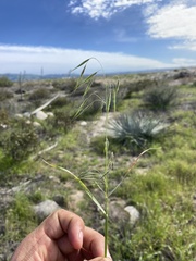 Bromus tectorum