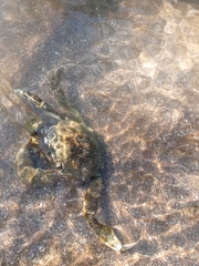 Cyrtograpsus angulatus