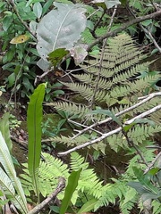 Macrothelypteris torresiana