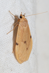 Archithosia costimacula