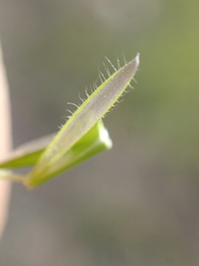 Bromus tectorum