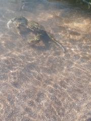 Cyrtograpsus angulatus