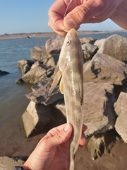 Menticirrhus americanus