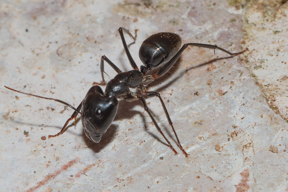 Camponotus wellmani gamma