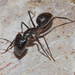 Camponotus wellmani - Photo (c) Thijs Valkenburg, some rights reserved (CC BY-NC), uploaded by Thijs Valkenburg