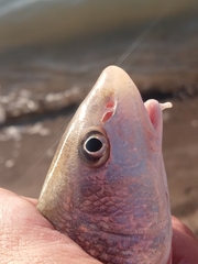 Menticirrhus americanus