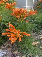 Pyrostegia