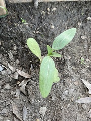 Helianthus gracilentus