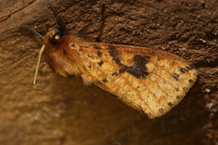 Pericaliella melanodisca