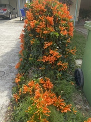Pyrostegia