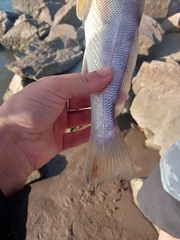 Menticirrhus americanus