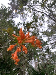 Pyrostegia