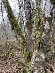 Alnus rubra