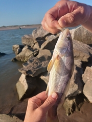 Menticirrhus americanus