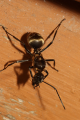 Polyrhachis militaris