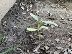 Helianthus gracilentus