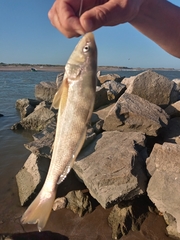 Menticirrhus americanus