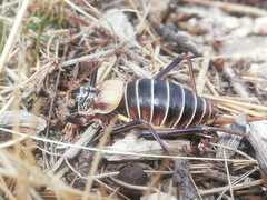 Lluciapomaresius stalii