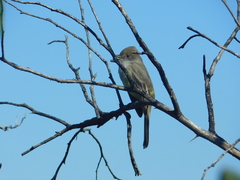 Myiarchus cinerascens