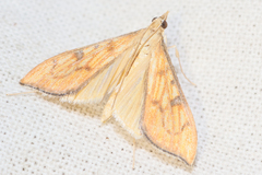 Antigastra catalaunalis