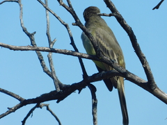 Myiarchus cinerascens