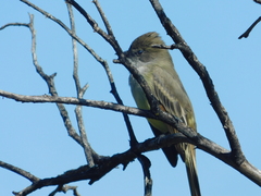Myiarchus cinerascens