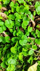 Dichondra repens