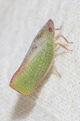 Acanaloniidae