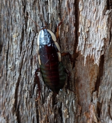 Drymaplaneta communis