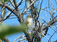 Myiarchus cinerascens