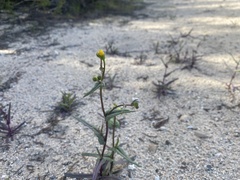 Senecio californicus