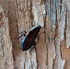 Drymaplaneta communis