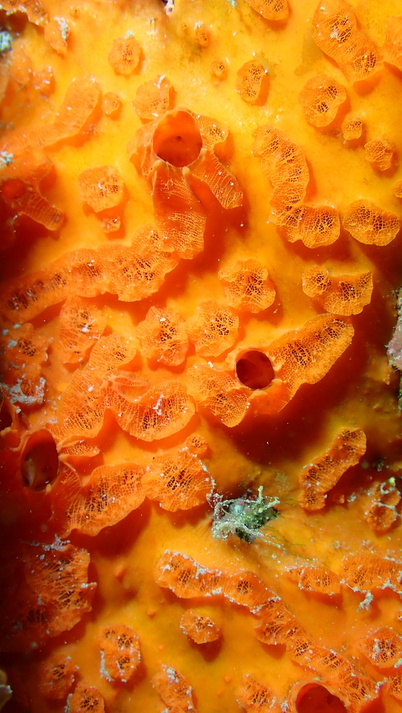 Placospherastra antillensis