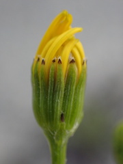 Senecio californicus