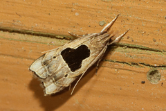Brachmia septella