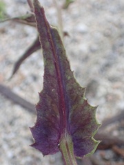 Senecio californicus
