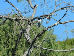 Aphelocoma wollweberi