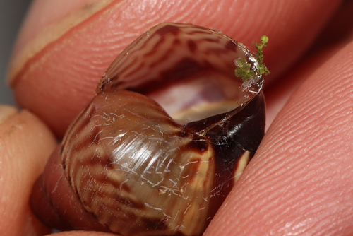 Limicolaria martensiana